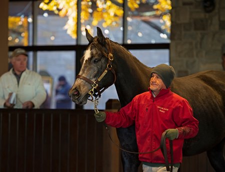 A mare heads to the ring at the Keeneland November Sale