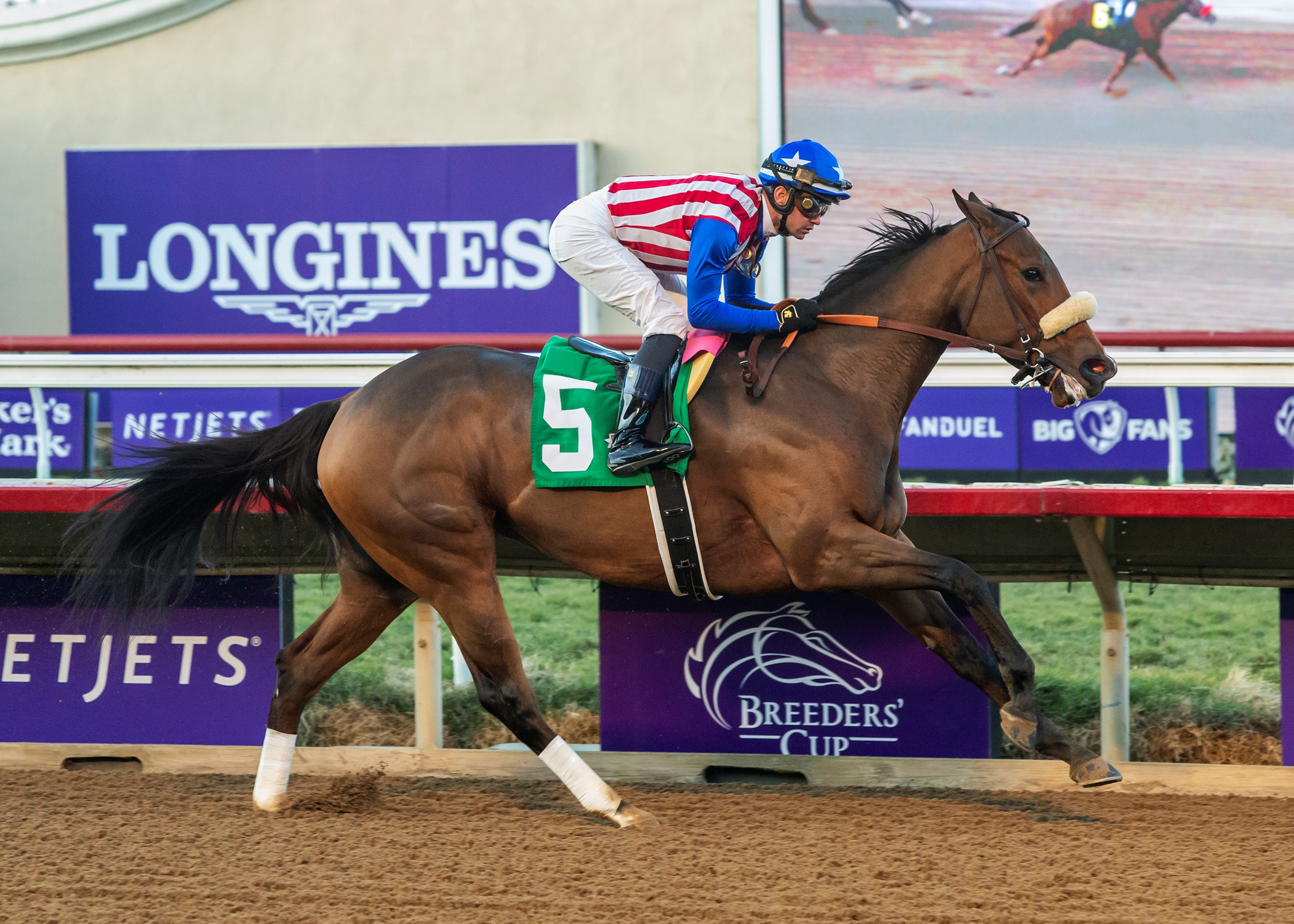 Bella Vita Horse Profile BloodHorse