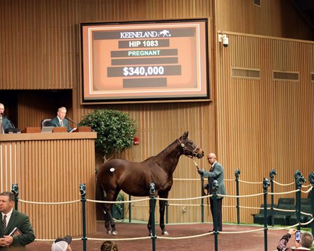 Trophy Wife at the Keeneland November Sale