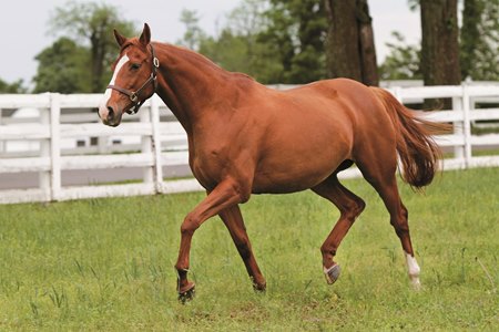 Oatsee at Darby Dan Farm in 2011