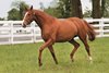 Oatsee, dam of 136th Preakness winner Shackleford, in the paddock at Darby Dan Farm in Lexington, KY on May 23, 2011.