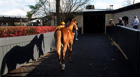 A horse enters the pavilion at the Keeneland November Sale