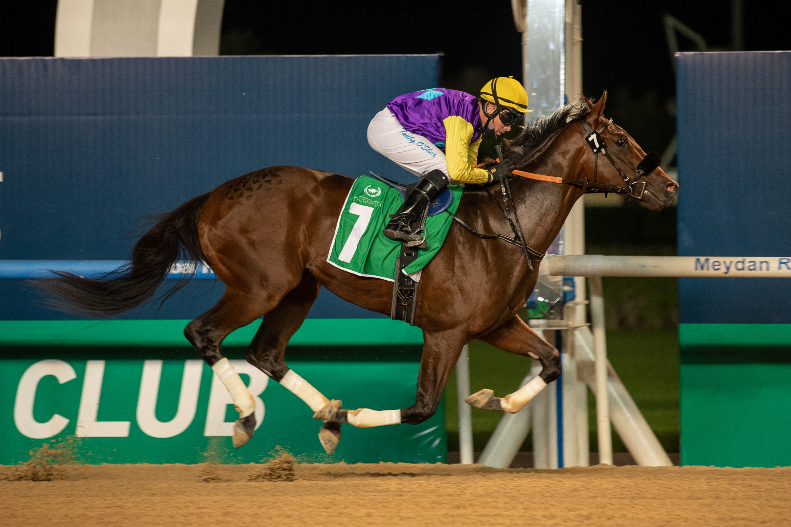Summer Is Tomorrow - Horse Profile - BloodHorse Summer Is Tomorrow - Horse Profile - BloodHorse