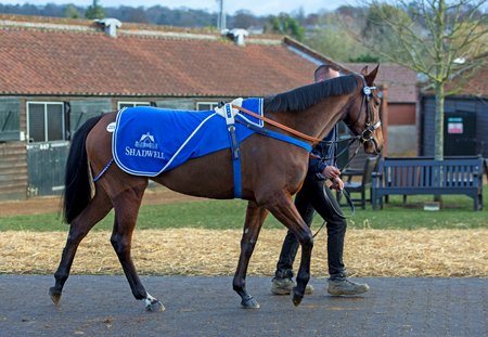 A sales horse walks at Tattersalls