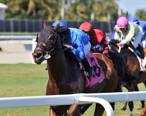Carotari, Always Shopping, ‘McKay Win Gulfstream Stakes Carotari, Always Shopping, ‘McKay Win Gulfstream Stakes