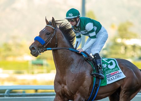 Flightline returns after winning the Malibu Stakes at Santa Anita Park