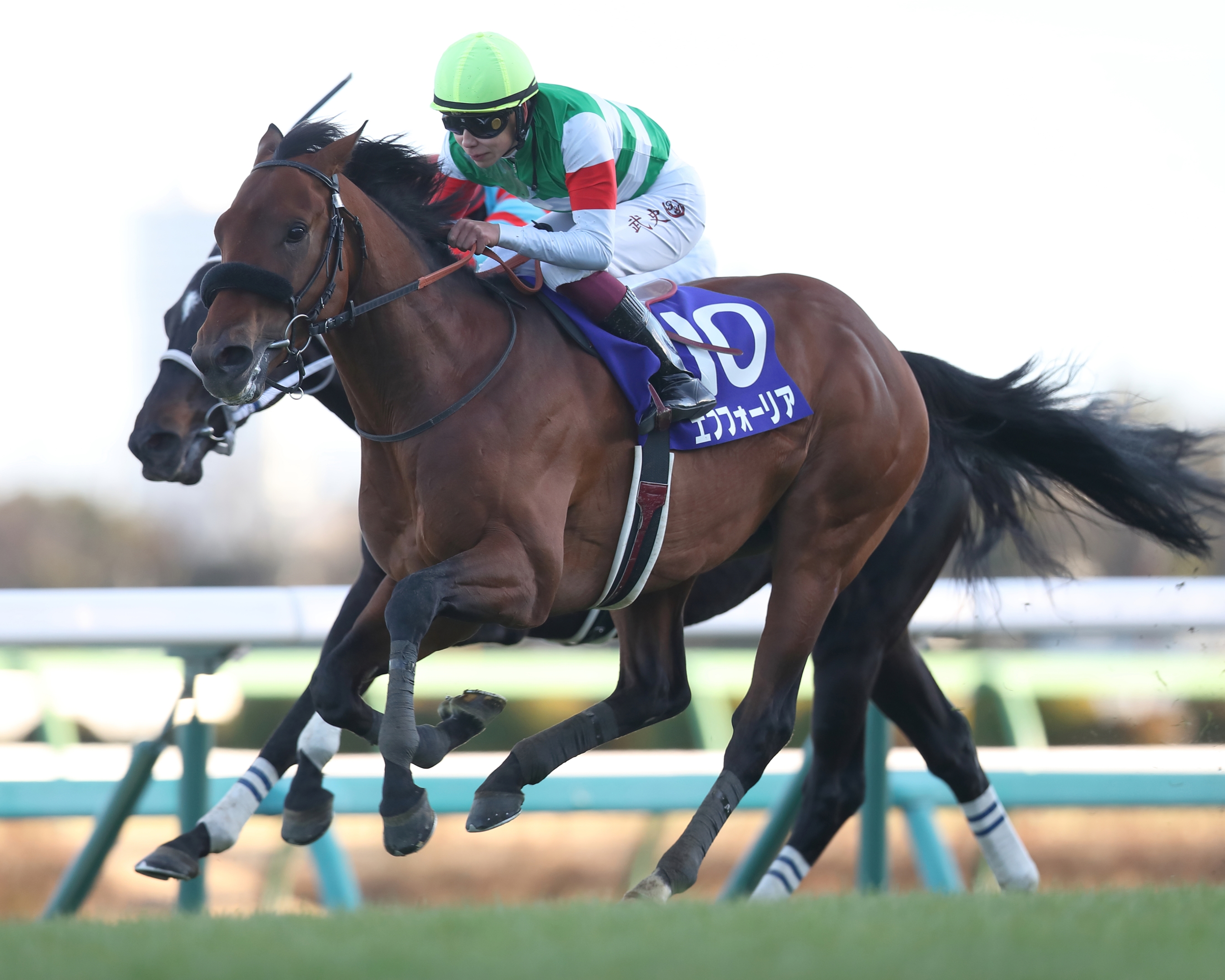 2021 Japanese Horse of the Year Efforia Retired to Stud - BloodHorse