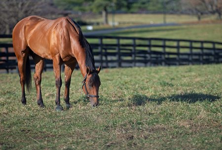 Corniche grazes Dec. 14 at WinStar Farm