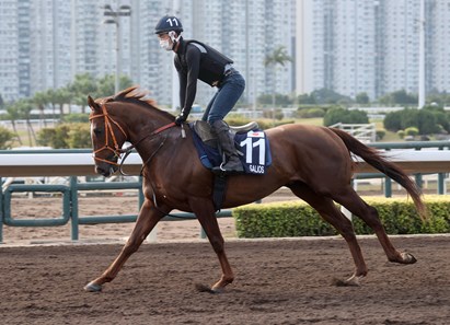 Salios (JPN) - Horse Profile - BloodHorse