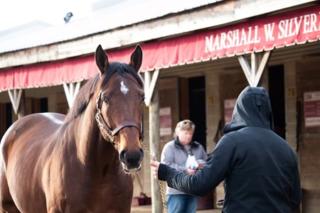 A mare from the Marshall W. Silverman consignment out for inspection at the F-T Midlantic December Sale
