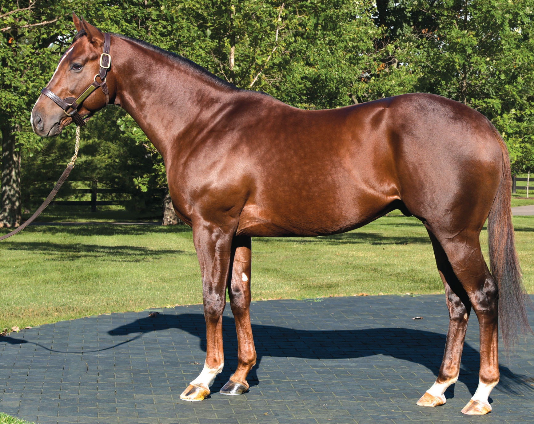 Carpe Diem - Horse Profile - BloodHorse