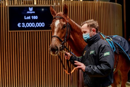 Rougir in the ring at the Arqana Breeding Stock Sale