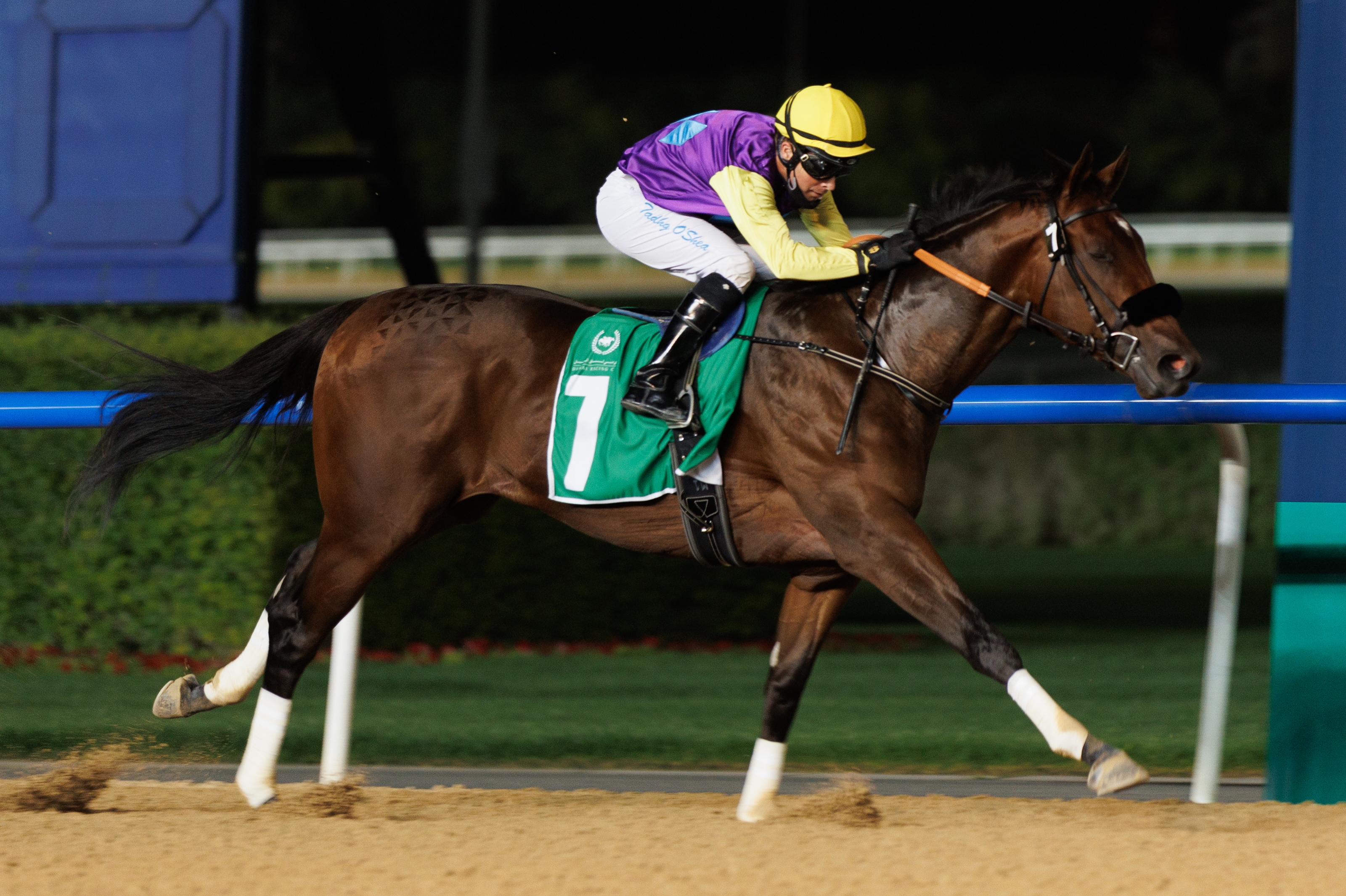 Summer Is Tomorrow - Horse Profile - BloodHorse Summer Is Tomorrow - Horse Profile - BloodHorse