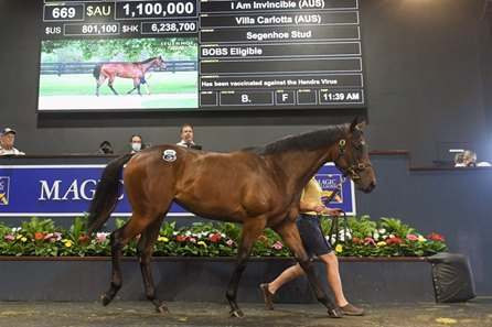 The I Am Invincible filly consigned as Lot 669 in the ring at the Magic Millions Gold Coast Yearling Sale