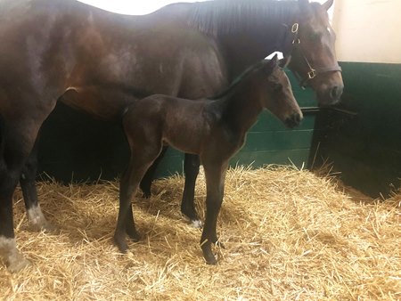 Gunnevera's first reported foal is a colt out of Brass Cat