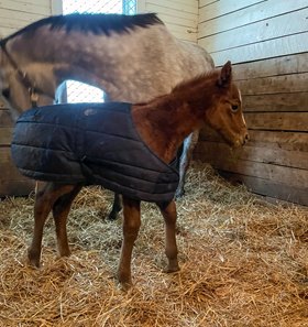 The Tom's d'Etat filly out of Today Comes Once born Jan. 16 at Waldorf Farm