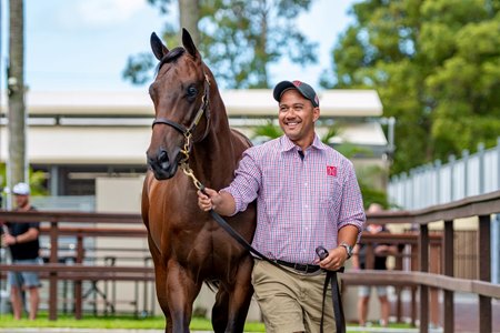 The I Am Invincible colt consigned as Lot 585 at the Magic Millions Gold Coast Yearling Sale