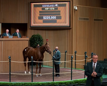 Go Big Blue Nation in the ring at the Keeneland January Sale