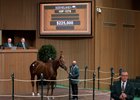 Hip 1579 Go Big Blue Nation at Columbiana
People, horses, and scenes at Keeneland January Horses of All Ages sale on Jan. 14, 2022. 