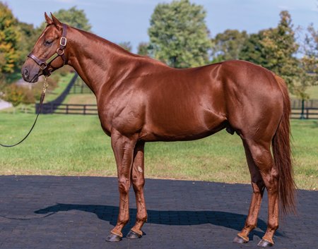 Speightster, shown here at WinStar Farm, had been recently relocated to Northern Dawn Stables in Ontario