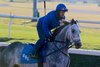 Knicks Go trains Jan. 22 at Fair Grounds Race Course ahead of his final work for the upcoming Pegasus World Cup at Gulfstream Park