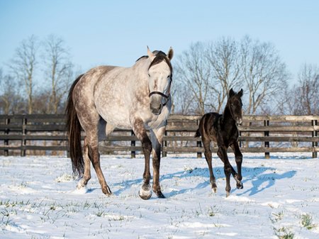 Streak of Luck and her Authentic colt at Taylor Made Farm