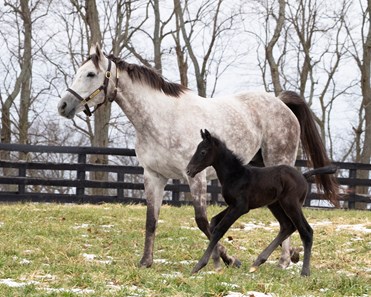 Foaling Supplies Checklist Horse Illustrated