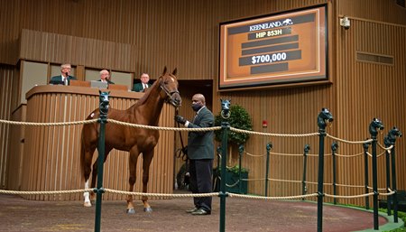 Belgrade in the ring at the Keeneland January Sale