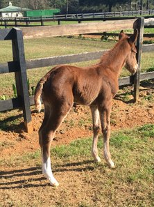 The Bobby's Wicked One filly out of Cced