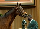 Hip 914 Crowning Jewel at Godolphin
People, horses, and scenes at Keeneland January Horses of All Ages sale on Jan. 12, 2022. 