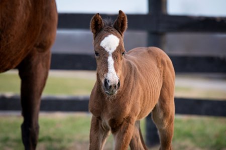 A filly out of grade 1 winner Concrete Rose is one of Instagrand's first reported foals