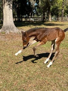 The first reported foal by Journeyman Stud's Mr. Money was born Jan. 20