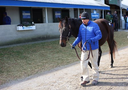 Woven walks at the Godolphin consignment at the Keeneland January Sale