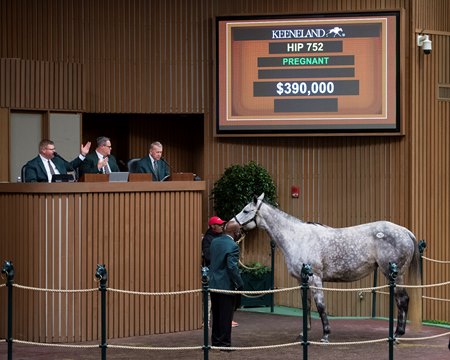 Siempre Mia in the ring at the Keeneland January Sale