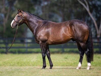 Widden Stud stallion Zoustar