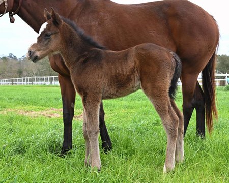 An Imperial Hint colt out of the Artie Schiller mare Silent Brigade, bred by Kevin Atwood's Colonel Thoroughbreds