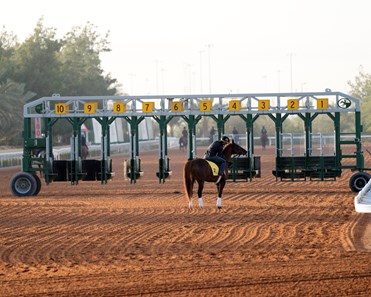 Channel Cat Stallion Channel Cat - Horse Profile - BloodHorse
