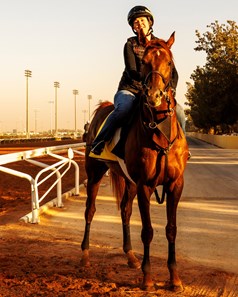 Channel Cat Stallion Channel Cat - Horse Profile - BloodHorse