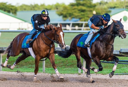 Classic Causeway - Horse Profile - BloodHorse