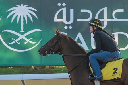 Channel Cat Stallion Channel Cat - Horse Profile - BloodHorse