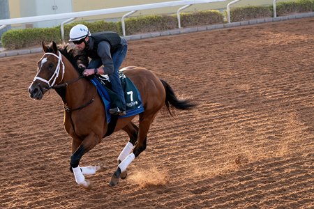 Mandaloun trains ahead of the Saudi Cup in February at King Abdulaziz Racecourse