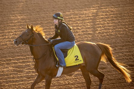Channel Cat Stallion Channel Cat - Horse Profile - BloodHorse