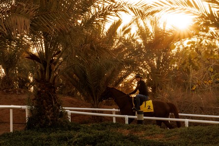 Channel Cat Stallion Channel Cat - Horse Profile - BloodHorse