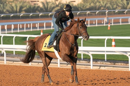 Channel Cat Stallion Channel Cat - Horse Profile - BloodHorse
