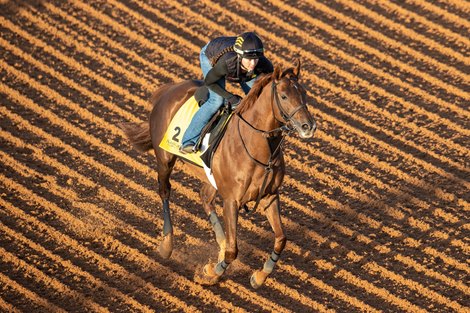Channel Cat Stallion Channel Cat in 'Great Shape' After Fall in Turf Cup - BloodHorse