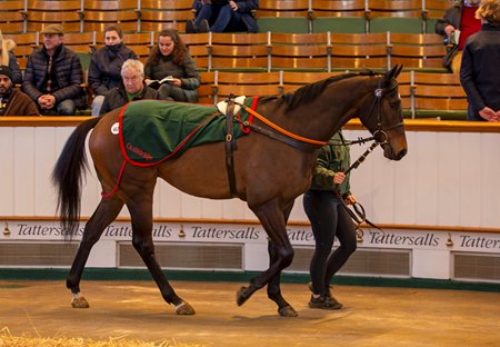 The two-day sale offers horses in training, broodmares, and yearlings