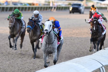 White Abarrio wins the Holy Bull Stakes at Gulfstream Park