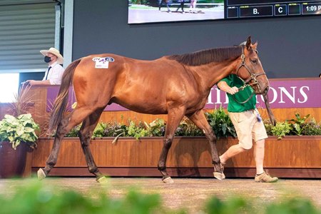The Merchant Navy colt consigned as Lot 274 in the ring at the Magic Millions Perth Yearling Sale