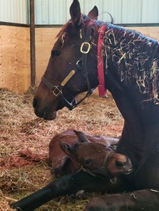 The first reported foal by Solitude Thoroughbreds' stallion Tiz Mischief was born Feb. 12 at the Texas farm