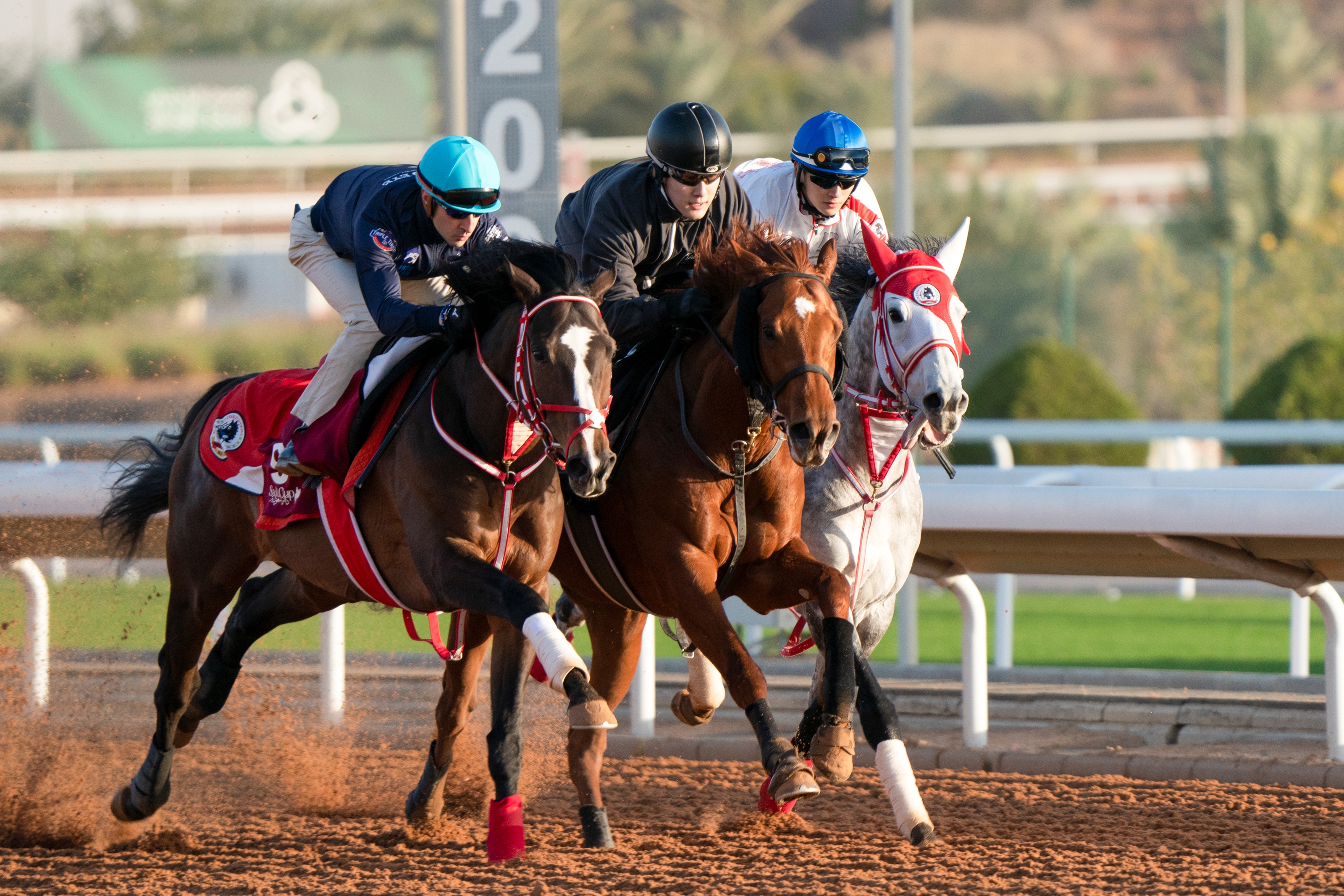 Stay Foolish (JPN) - Horse Profile - BloodHorse